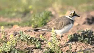 Qilw&icirc;lok &ecirc; bi&ccedil;&ucirc;k ( Charadrius dubius)