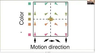 Talk: Neural similarity in BOLD response and multi-unit recordings