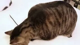 todd the tiger cat playing with strings