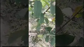 Taiwan pink guava plant in visit today 09236914147