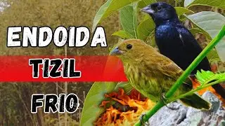 PIADO DE FÊMEA DE TIZIU PARA ESQENTAR TIZIU SEU TIZIU VAI CANTAR NA HORA COM PIADO DE FÊMEA DE TIZIU