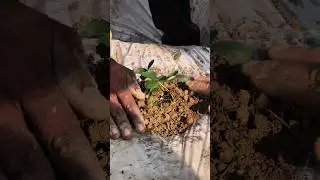 Strawberry Cultivation @uniteduniversityprayagraj4325@#StrawberryCultivation#strawberry #farming