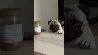 Got Caught Sniffing the Almond Butter! | Poogie the Pug