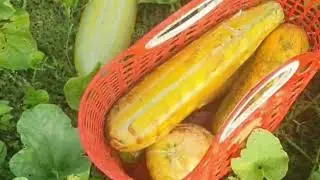Natural Fruit in Green Farm , Activity Farmer Having Pick Guava ,Cut Wax gourd And Another Fruit.