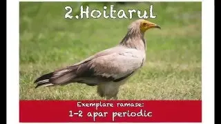 10 Animale pe cale de disparitie din Romania