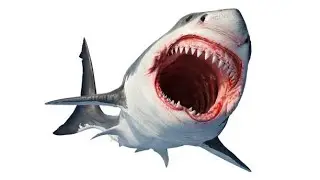 Shark Whoosh Sound Effect | Sounds of a Sea Creature Swimming By