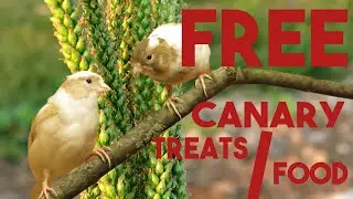 EASILY FIND FREE FOOD YOUR CANARIES WILL LOVE!!!!