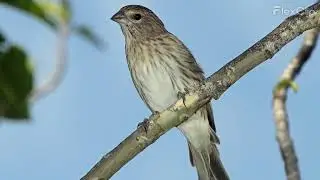 Jilguero Hembra Sicalis Flaveola Hembra Dorado llamando
