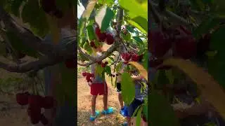 #nature #cerry #kluarga bali