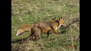 Red fox and Golden jackal in Romania