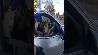 Cats Driving a Car 🤯💀 #shorts #trending #viral #funny