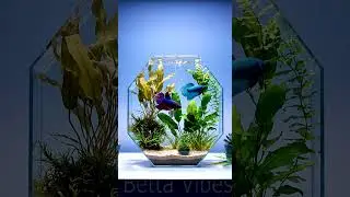 Adorable Purple & Aqua  betta fish