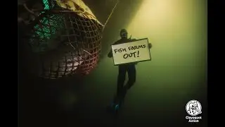 Semi-Closed Fish Farms Harm Wild Salmon