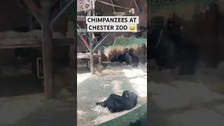 Look at the Chimpanzees at CHESTER ZOO UK #shorts #shortsvideo #chesterzoo #chimpanzee #zoo #monkey