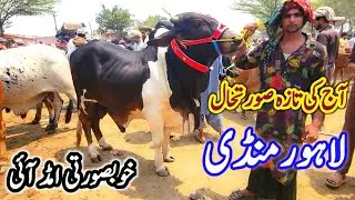 Today's Lahore Cow Mandi Shapur Kanjra 💥🔥 Desi Sahiwal Cholistani Bachre ❤️‍🔥 Shauk Wala Mall 2025 🔥