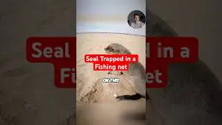 Seal Rescued From Fishing Net. #shorts #rescue