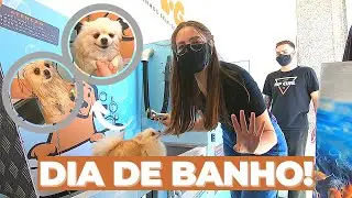 EXPERIMENTAMOS O BANHO SELF SERVICE DE PETS EM PORTUGAL 2021