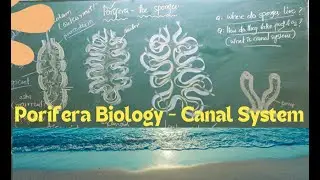Porifera Biology (Canal System in Porifera/sponges)