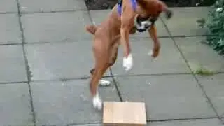 Mad dog