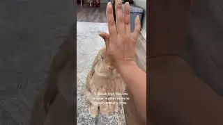 How to teach your bunny to give 5 🐇❤️(ig c: basiltheminilop)