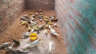budgies/badri and cockatiel birds colony breeding # Pets and birds lover Suman