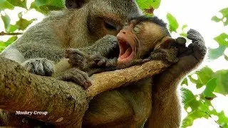 Thank Connie! Connie monkey give the best groomed to baby Lola, Lola open big mouth till fall asleep