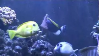 Powder Blue Tang (Acanthurus Leucosternon)