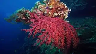Bali 2023 - Tulamben - Wrack 