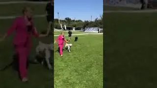 Magnetic Elegance Bryzgi Chernogo Morya на FCI-CACIB Dnepr Dog Show 2021