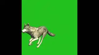 Dog attack green screen , VFX designed in Blender.