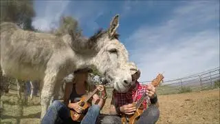 Hazel the Donkey gets a Duet