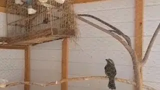 Veja como acasalar trinca ferro!
