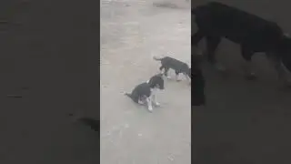 # dog  video cat cartoon Bhandar wele video cartoon character# doctor wala video # cat video car