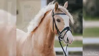 FEI prospect! Dressage pony for sale in Germany! German riding pony gelding, *2019, by Dornik B