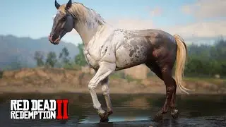 Domando o Mais Belo Cavalo - A Rock Star não quer que você venha aqui nessa Montanha Proibida