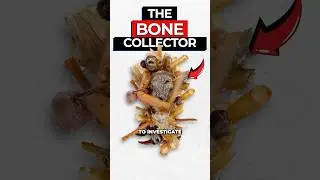 Scientists Discover Corpse Caterpillar Wearing the Bones of it's Enemies