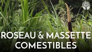 Le roseau et la massette ou quenouille sont comestibles !