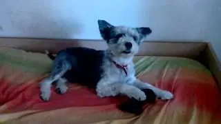 Cane Simpatico Gioca Alla PS3...
