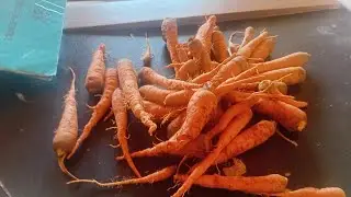 Watch Agricultural innovation! Carrot farming project of Tikobo DA Basic 2026