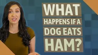 What happens if a dog eats ham?