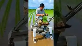 Mini Robotic Rice Transplanter Watch It Work Fast #shorts #robotics #farming