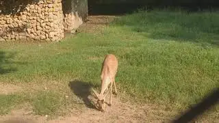 Islamabad Marghazar Zoo Deer