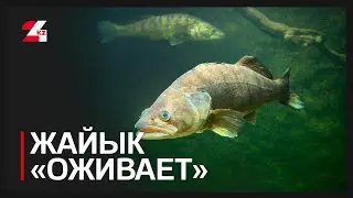 В реке Жайык заметно увеличилась популяция судака