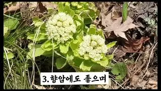 자연차 아카데미 전래차 보이차 다육이 동운암 동다원