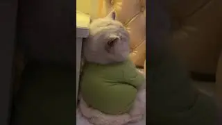 #annoyedcat #bittercat #enragedcat #exasperatedcat #furiouscat #heatedcat #animalslover #animals#cat