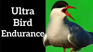 Ultra Bird Endurance