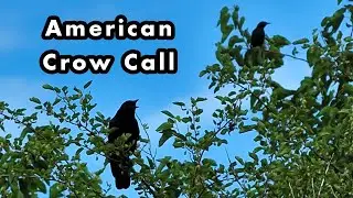 American Crows Perching In Trees Making Loud Calls - Crow Sounds
