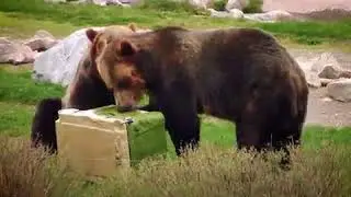 Guide Gear Bear Resistant Coolers