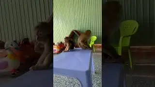 monkey happily sitting on the table #shorts