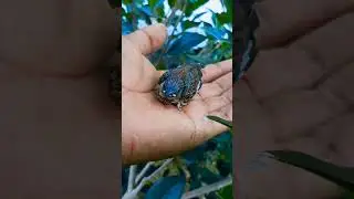 Baby bird. Life birds Review )